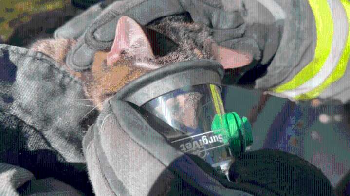 Watch: Cats receive oxygen from medical crews after fire in Jefferson County