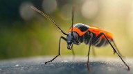 Experts in Texas warn that potentially deadly 'kissing bug' disease is spreading here and across the U.S.