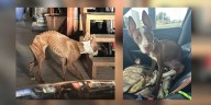 Severely emaciated dog transferred to Evansville ITV, officials asking for donations