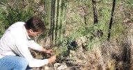 Tucson Fire Department and Tucson Bird Alliance team up to take on buffel grass