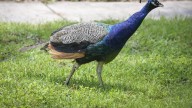 Pasco man arrested after eating pet peacocks