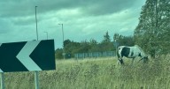 Horse abandoned on busy Nottinghamshire roundabout for days - but why did police and RSPCA not move it?