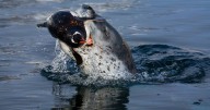 Final moments of British scientist killed by leopard seal in horror Antarctic dive