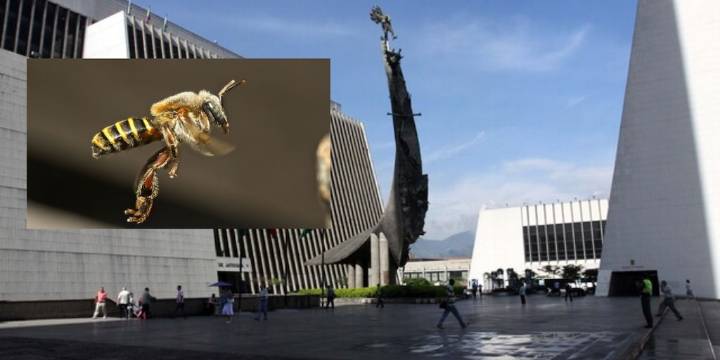 Enjambres de abejas africanizadas impidieron la restauración de importante monumento en Medellín: qué fue lo que pasó