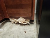 MD landlord agrees to $11.6M settlement over unsafe conditions