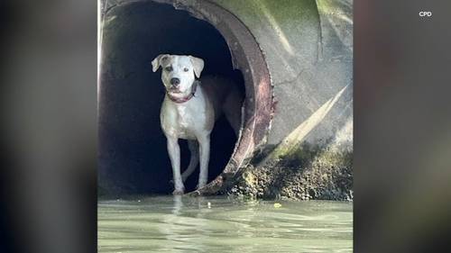 Chicago Police Department rescues lost dog Faroe from drainpipe on Chicago River: VIDEO