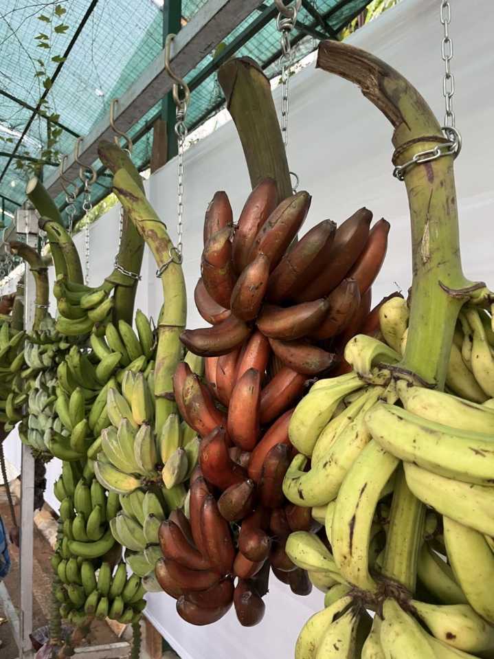 First Banana Festival in Wokha to promote agri