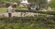 Storms topple tree, damaging Hollywood home