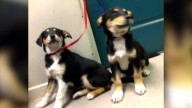 California Family Was Heartbroken After Their Pup Passed Away Only To See Something Shocking On Adoption Listing