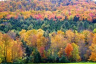DEC opens submissions for Arbor Day poster contest