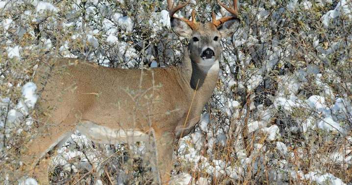 FWP suspects hemorrhagic disease in whitetail deaths