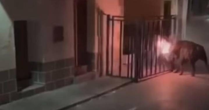Un toro embolado rompe la barrera y se escapa por un pueblo de Castellón