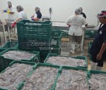 Pesca de pulpo en Yucatán alcanza 3,853 toneladas pese a la marea roja