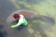 Arquitectos del mar: expertos se reúnen en Campeche para proteger al manatí