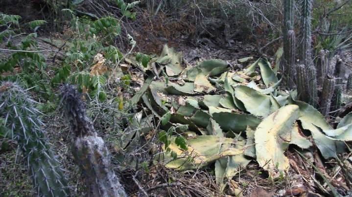 Roban agave de la Reserva de la Biosfera para hacer mezcal