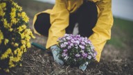 The Gardening Tip That Can Help Your Store-Bought Mums Thrive In The Ground