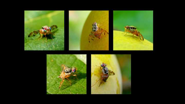 La exótica mirada de la mosca de la fruta