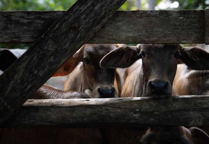 Gusano barrenador invade 69 municipios ganaderos con 431 casos