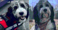 Police Grieve Loss of Beloved Comfort Dog Zena After Fatal Accident