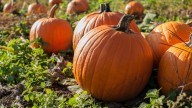 13 places to go pumpkin picking near Louisville