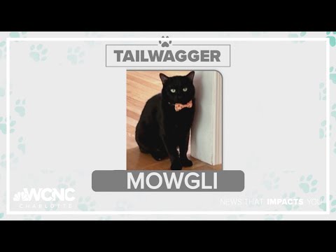 Tuesday Tailwagger: Meet Mowgli