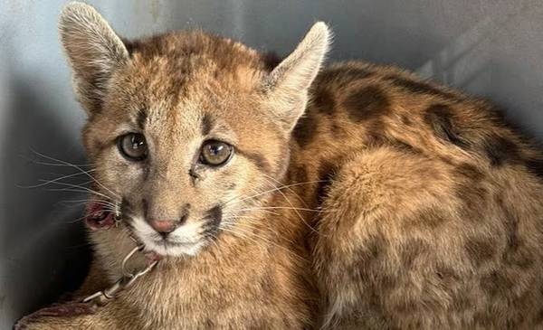 Detuvieron a un joven por grabar cómo golpeaba a un puma hasta matarlo
