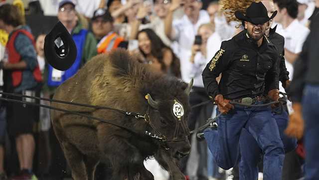 Colorado's live mascot Ralphie VII makes her debut