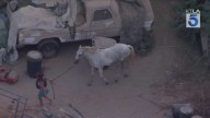 Firefighters respond to horse trapped in pool