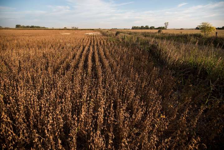 La soja de primera luce poco competitiva en la campaña 2025/26