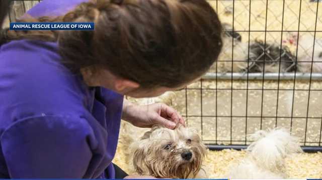 Animal Rescue League of Iowa saves 100 dogs from one property