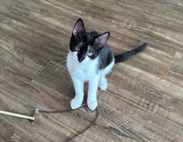 OCHS adoptable pet: Jackie is “insane”