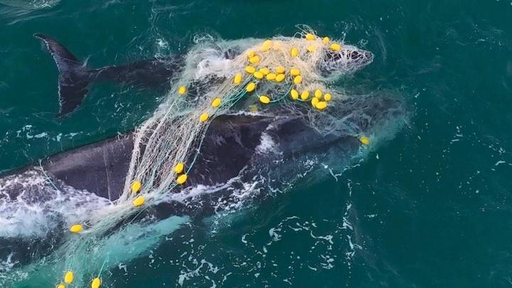 Humpback whale and calf trapped in shark net sparks late