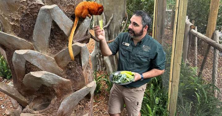 Golden lion tamarins and sloths become unlikely roommates at Palm Beach Zoo