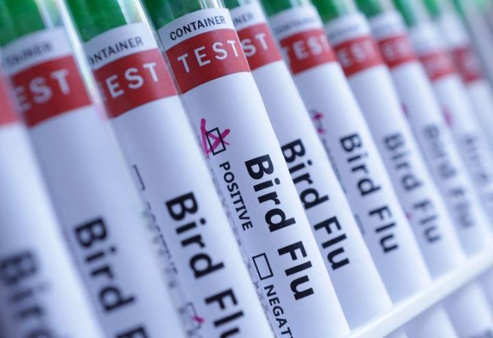 Poland reports bird flu outbreak on farms in north, WOAH says