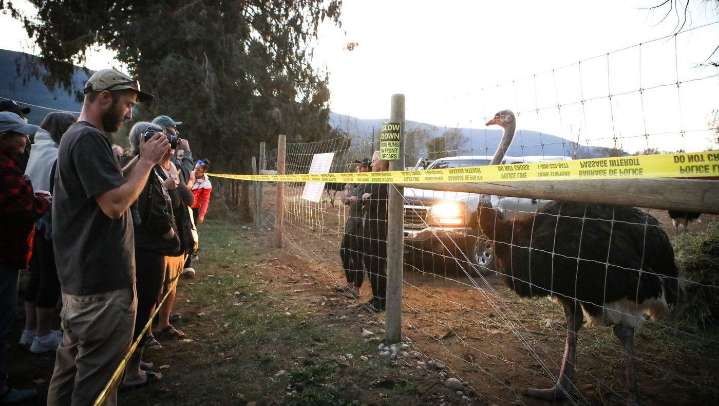 Stay of ostrich cull in southeast B.C. an ongoing potential health risk, CFIA says