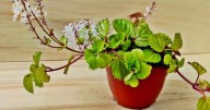 La planta que atrae la abundancia y es ideal para plantar en septiembre, según el Feng Shui