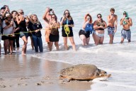 June Cleaver the loggerhead turtle is released into the ocean off Florida after rehab