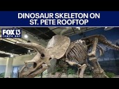 Dinosaur skeleton to be set up on St. Pete rooftop