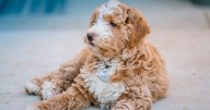 Devon breeder fined for selling puppies without licence