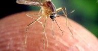 Two more cases of West Nile Virus confirmed in Dane County
