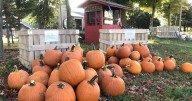 Prolonged drought puts scare into Norfolk pumpkin growers