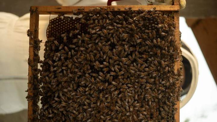 De un panal rescatado a un negocio social: “Dear Honey” busca volver a Tijuana una ciudad amiga de las abejas