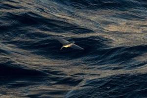 What is the high seas treaty?