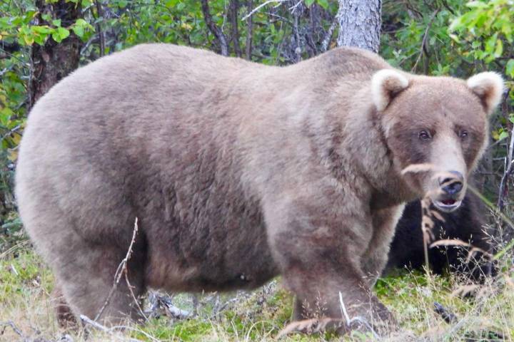 When Is Fat Bear Week? Everything to About 2025's Beefy Bear Contest