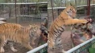 Tigre ataca a su veterinaria en un parque de Jalisco; ella explica cómo pasó el accidente