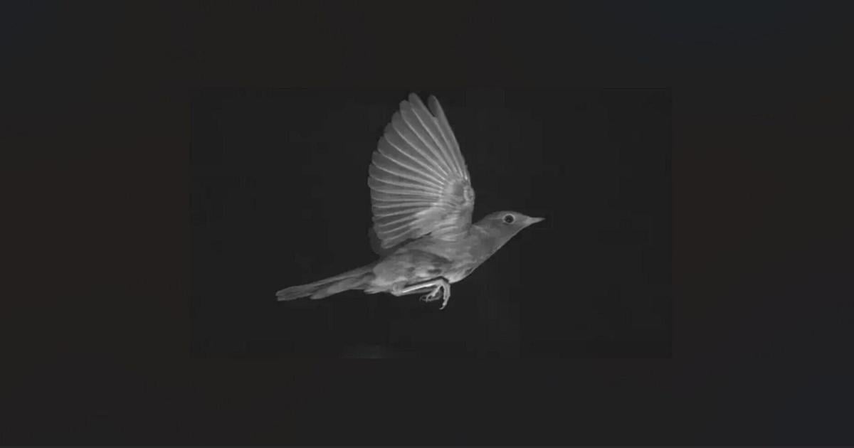 Scientists find nightingales’ optimal flying speed for long distances
