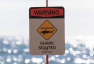 Waikiki shark sighting prompts warning signs at Kaiser Bowls