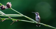 Hummingbirds are stopping in Louisiana on their migration journeys. Here's how to attract them.