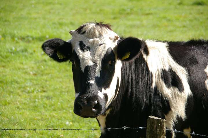 Does painting cows with stripes prevent fly bites? Researchers who studied this wins Ig Nobel prize