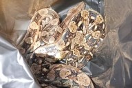 Atrapan una enorme boa dentro de una hacienda en Umán